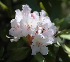 Rhododendron