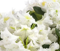 Rhododendron
