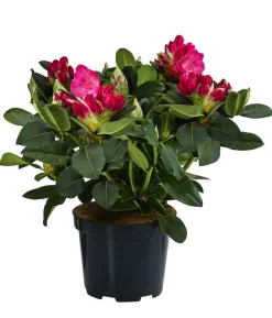 Rhododendron