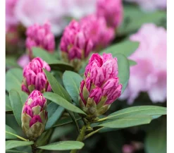 Rhododendron