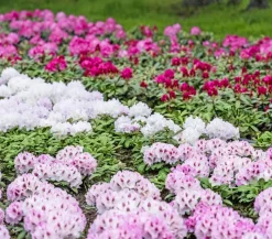 Rhododendron