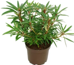 Rhododendron 'Graziella'