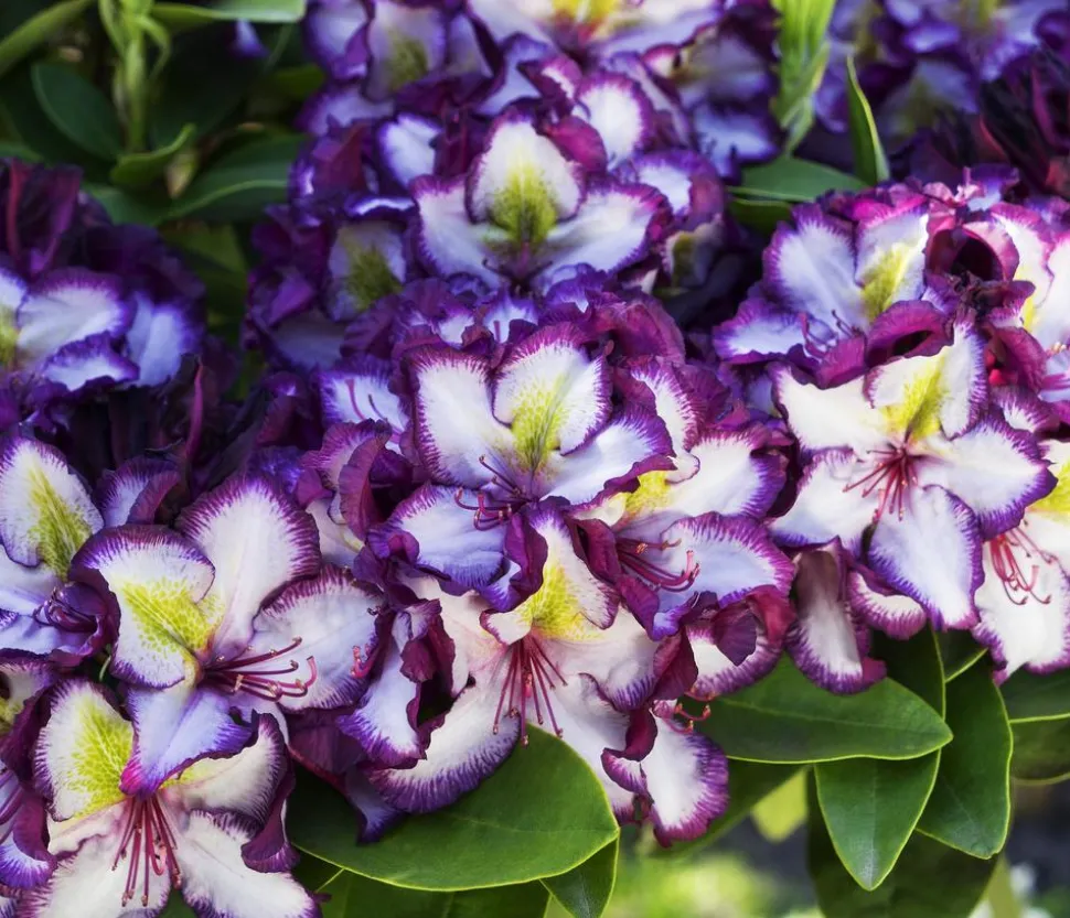 Rhododendron HAPPYdendron® Pushy Purple