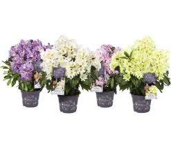 Rhododendron Inkarho® 'Dufthecke', verschiedene Sorten
