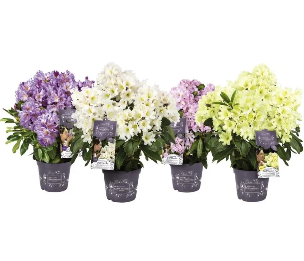Rhododendron Inkarho® 'Dufthecke', verschiedene Sorten