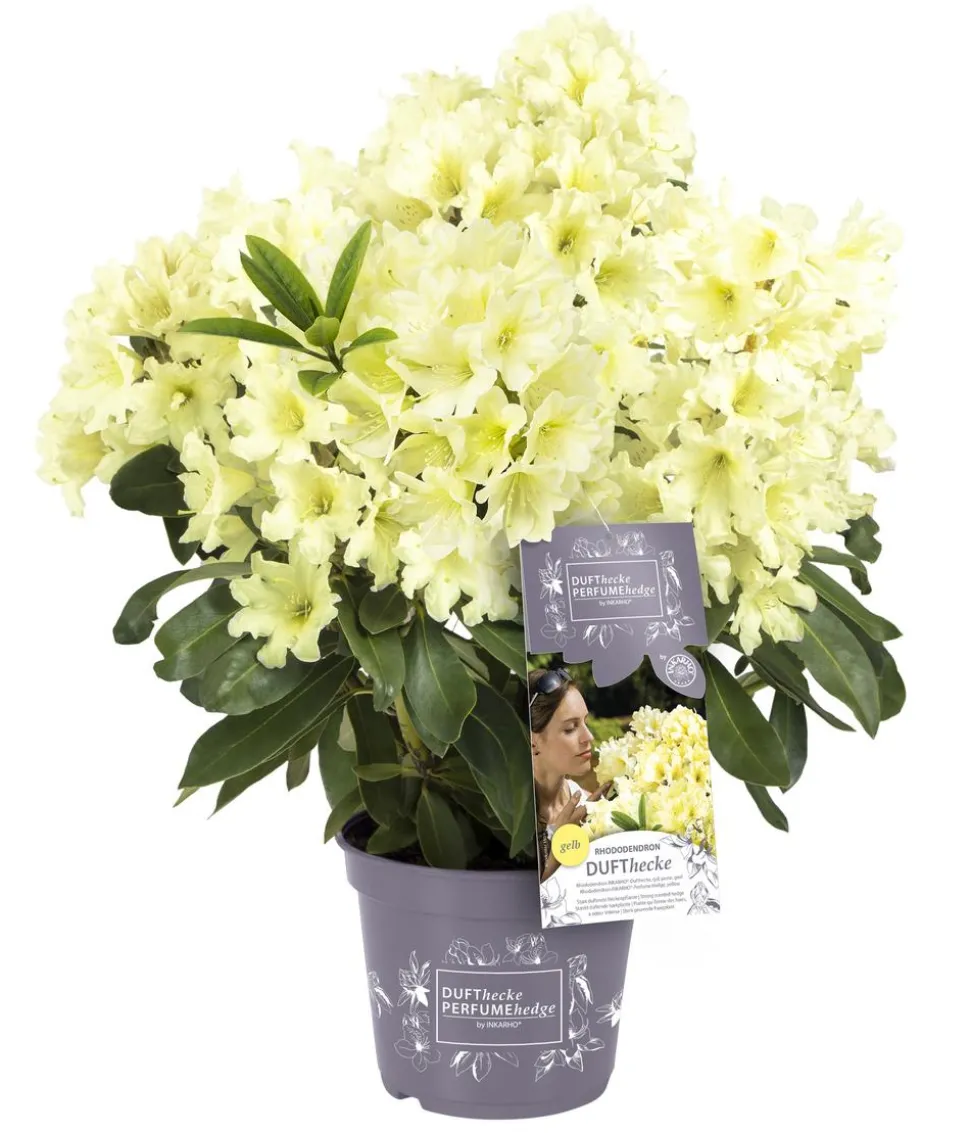 Rhododendron Inkarho® 'Dufthecke', verschiedene Sorten