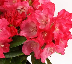 Rhododendron 'Morgenrot'