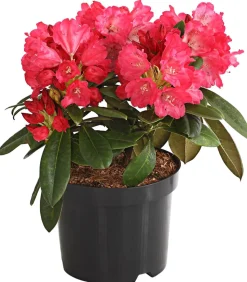 Rhododendron 'Morgenrot'