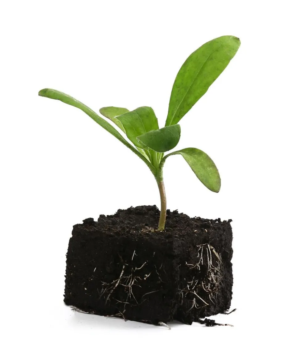 Ringelblume, 6er Schale