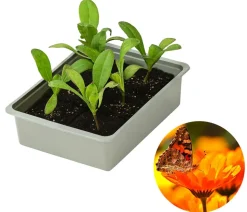 Ringelblume, 6er Schale