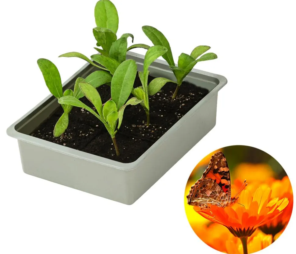 Ringelblume, 6er Schale