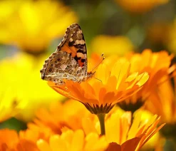 Ringelblume, 6er Schale