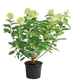 Rispen-Hortensie 'Limelight®'