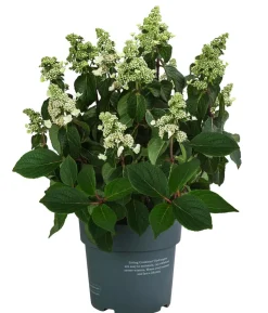 Rispen-Hortensie 'Living Infinity'®
