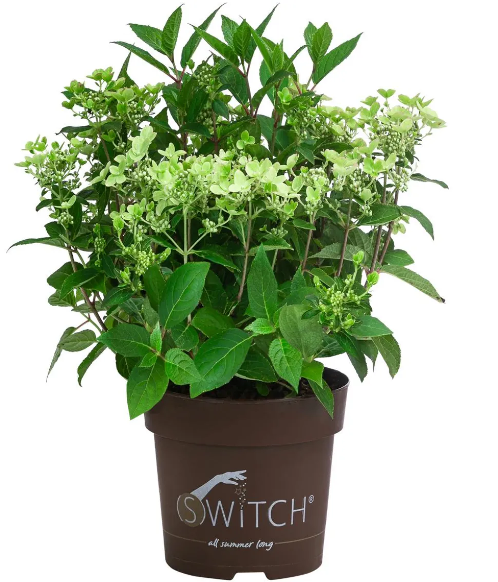 Rispen-Hortensie 'Switch® Ophelia'
