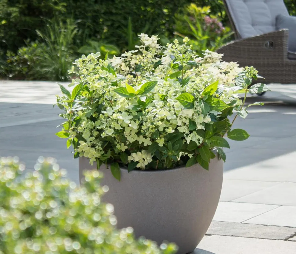 Rispen-Hortensie 'Switch® Ophelia'