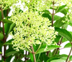 Rispen-Hortensie 'Whitelight'®
