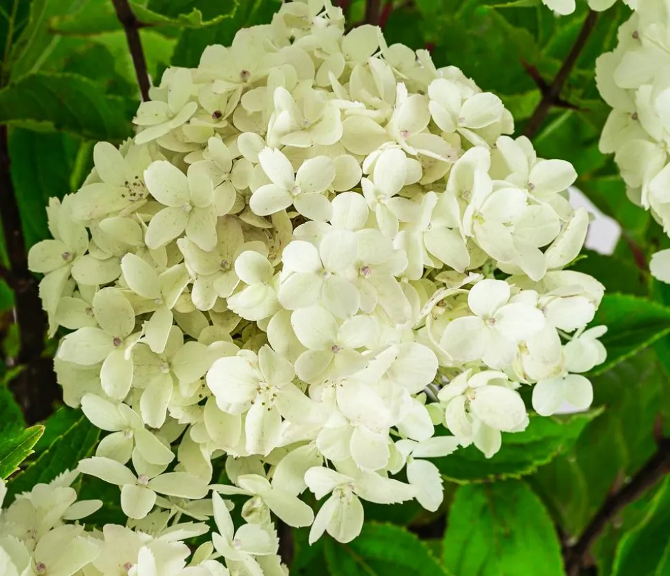 Rispen-Hortensie 'Whitelight'®