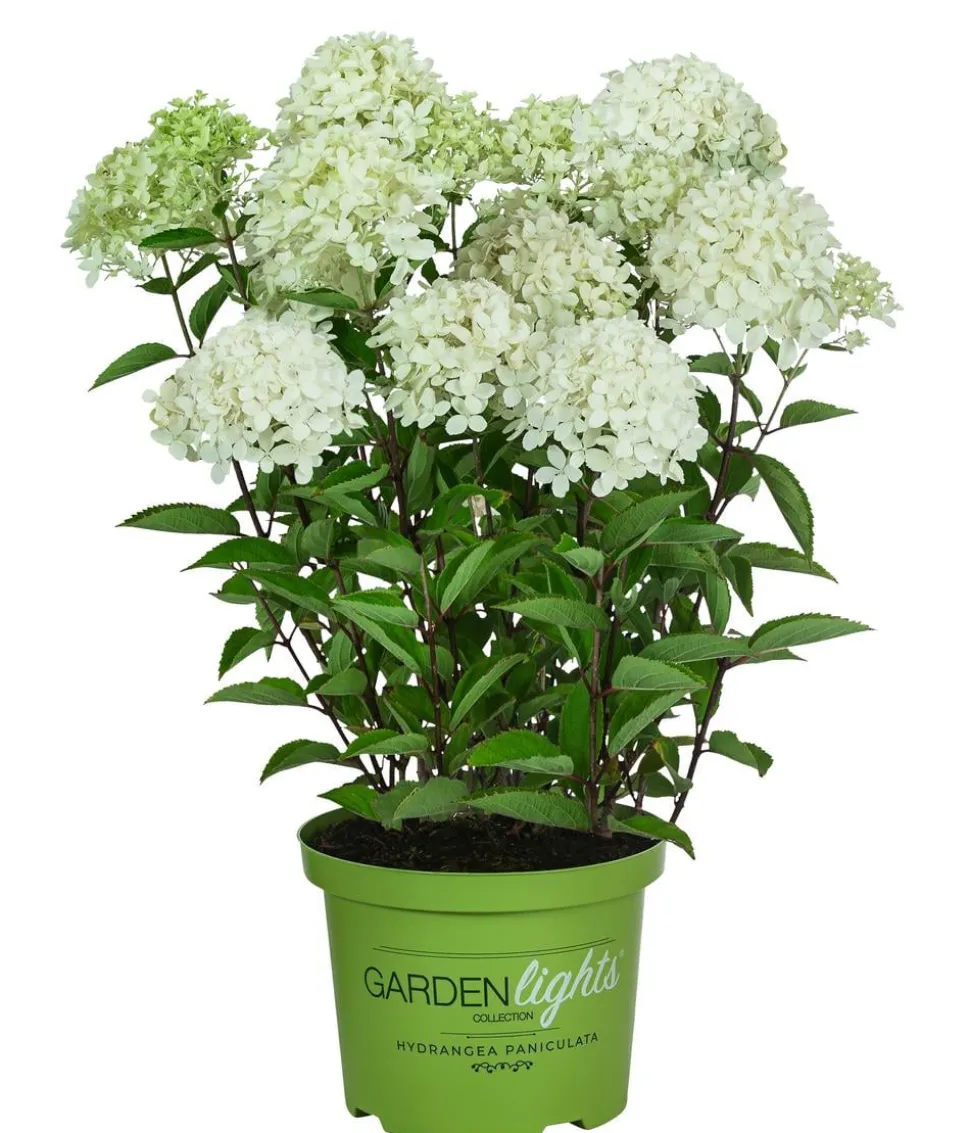 Rispen-Hortensie 'Whitelight'®
