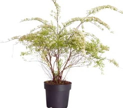 Rispenspiere 'Grefsheim'