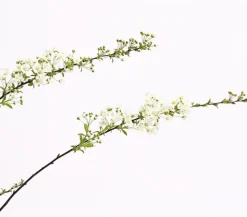 Rispenspiere 'Grefsheim'