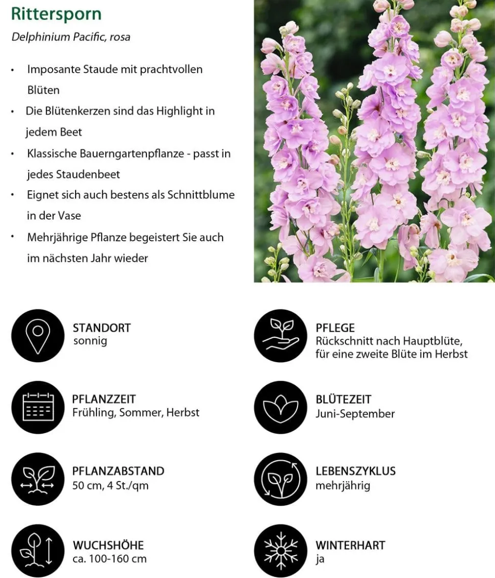 Rittersporn, verschiedene Sorten