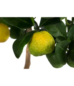 Römische Limette 'Pursha'