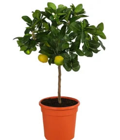 Römische Limette 'Pursha'