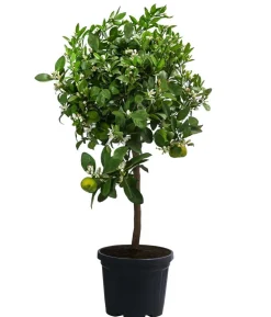 Römische Limette 'Pursha'