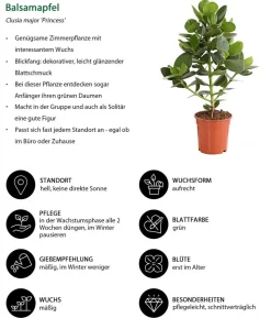 Rosafarbener Balsamapfel - Clusia major