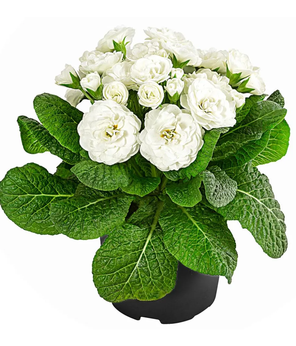 Rosenprimel 'Belarina', verschiedene Farben