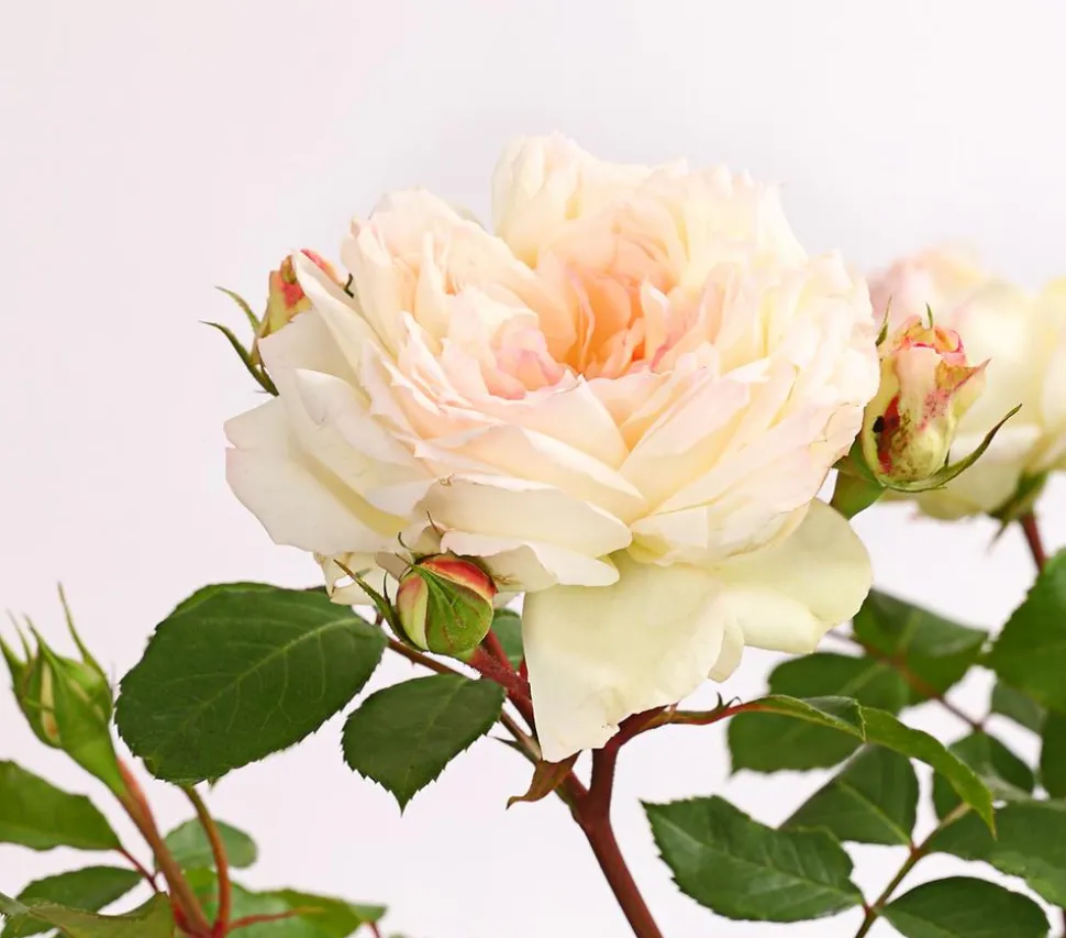 Rosen, verschiedene Sorten