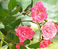 Rose 'The Fairy®', Stämmchen