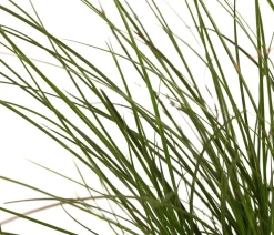 Rote Garten-Segge 'Prairie Fire'