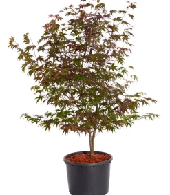 Roter Fächerahorn 'Atropurpureum'