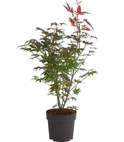 Roter Fächerahorn 'Atropurpureum'