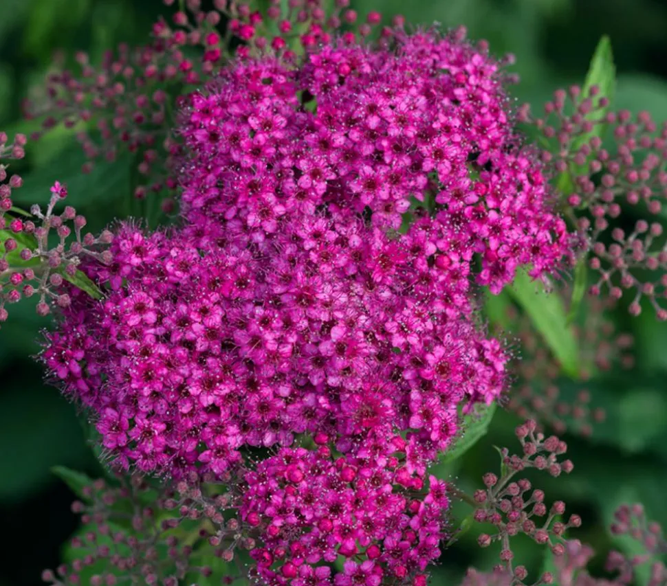 Rote Sommerspiere 'Anthony Waterer'