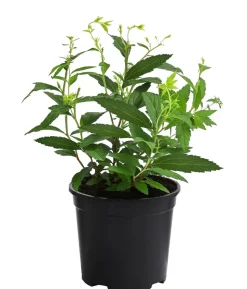 Rote Sommerspiere 'Anthony Waterer'