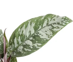 Rotes Schwert - Apoballis acuminatissima