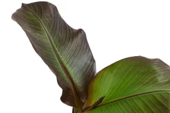 Rote Zierbanane 'Maurelii'