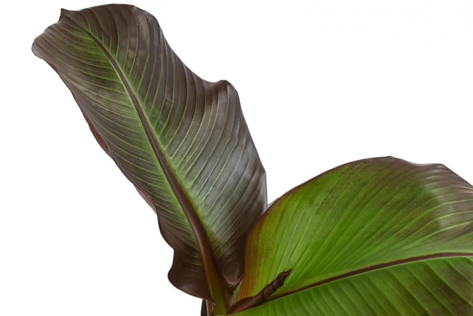 Rote Zierbanane 'Maurelii'