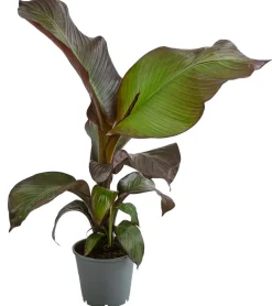Rote Zierbanane 'Maurelii'