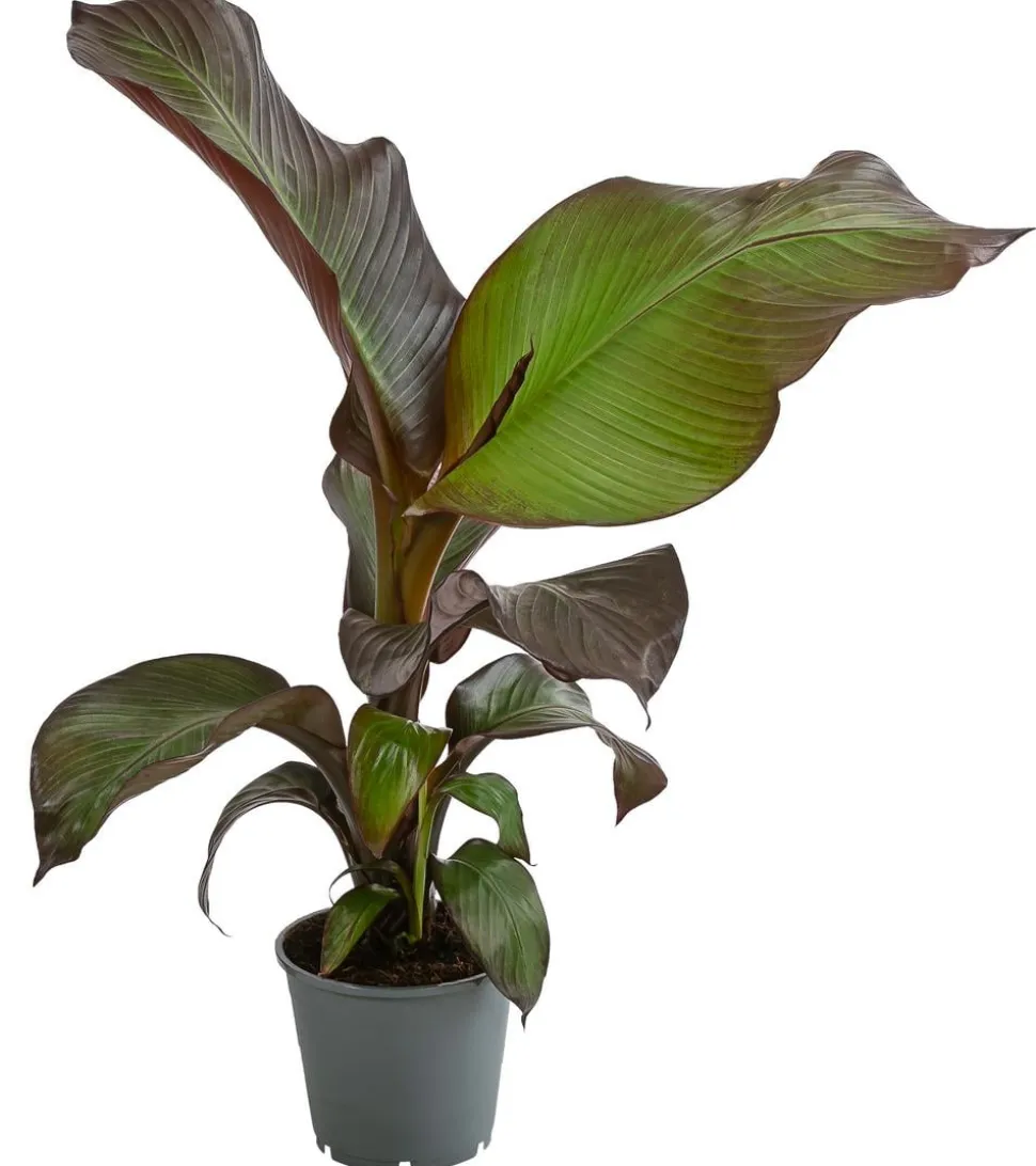 Rote Zierbanane 'Maurelii'