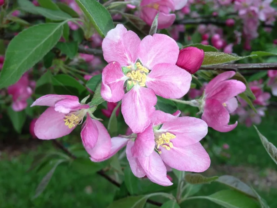 Rotfleischiger Apfel 'Baya Marisa'