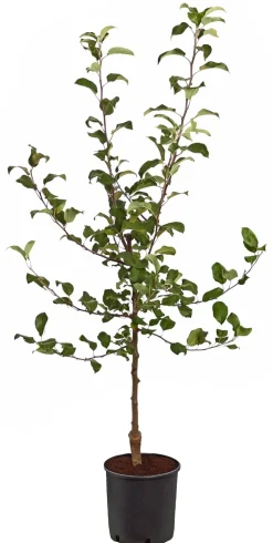 Rotfleischiger Apfel 'Baya Marisa'
