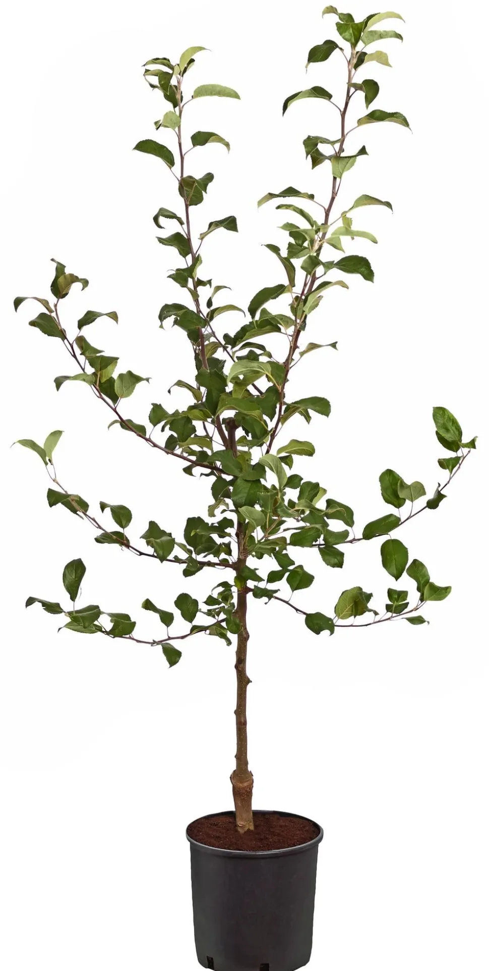 Rotfleischiger Apfel 'Baya Marisa'