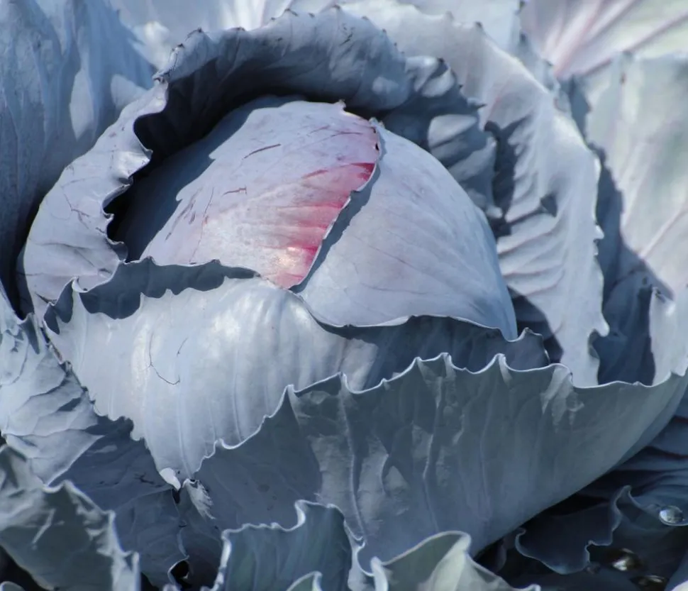 Rotkohl, 6er Schale