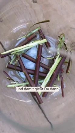 Rotkätzchen-Weide, Busch