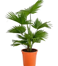 Rundblättrige Schirmpalme - Livistona rotundifolia