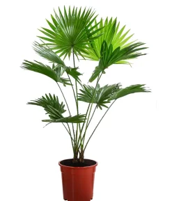 Rundblättrige Schirmpalme - Livistona rotundifolia